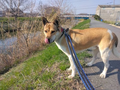 動物保護団体りぼん