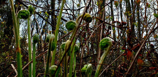 Evert Trail Preserve - Thumbnail