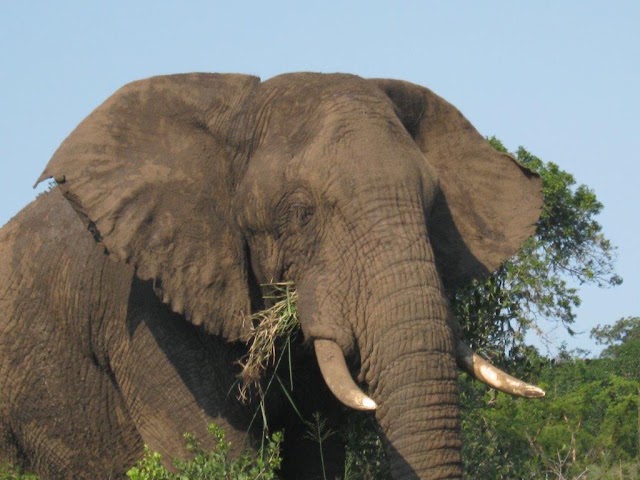 Hluhluwe-Umfolozi Game Reserve