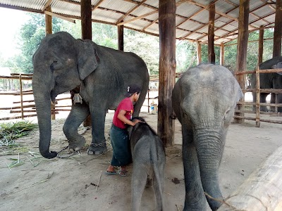 Photos of ဝဂၤေဘာ္ ဆင္စခန္း Wingabaw Elephant Camp