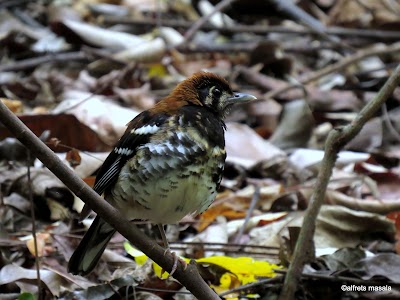 Photos of Tangkoko Ranger Homestay
