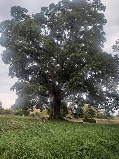 Golden Jubilee Tree