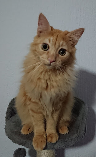 Centro Veterinario Anubis - Thumbnail