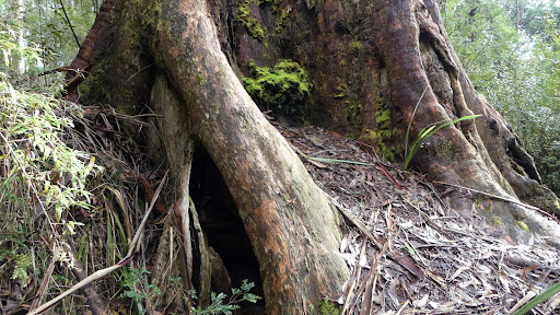 Gunyah Tree - Visual