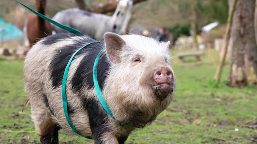 Huckleberry Woods micro animal adventures