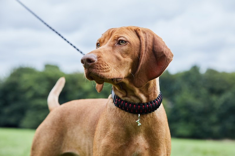 Fur Babies | Handmade dog accessories photo 3