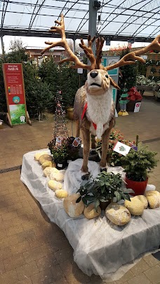 Dobbies Garden Centre Braehead glasgow