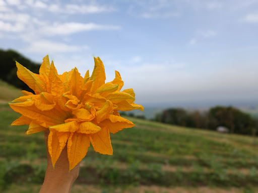 La Collina Dorata. Market Garden - Thumbnail