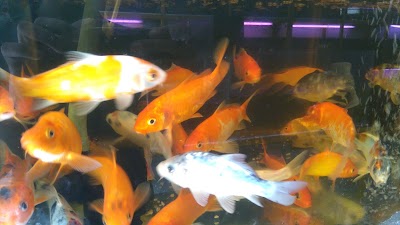 Photos of Sha Aquarium
