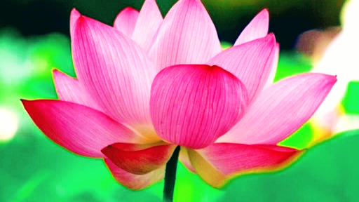 Lotus Beauty Lounge