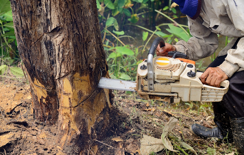 Chipper Tree Care