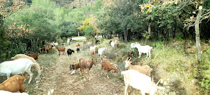 Photo n°20 de Les Chèvres de Rocbaron à Rocbaron (Ferme)