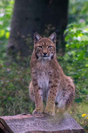 Wildcat Village Gallery - United States