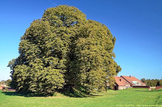 Spandauer Zitadelle