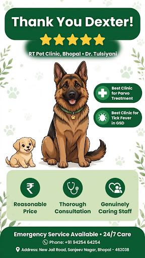 RT Pet Clinic bhopal is best Clinic for Treatment of Tick fever in GSD and all breeds and best Cl… post image