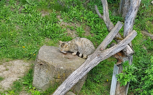 Wildcat Village Gallery - United States