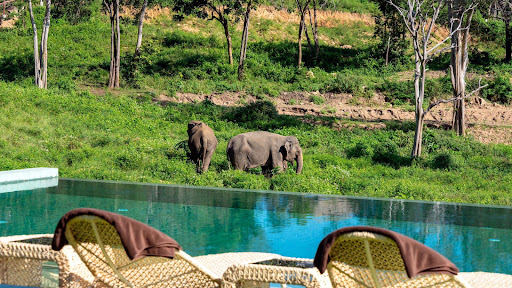 Wild Child Organic Kitchen & Elephant Sanctuary Experience