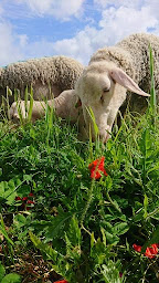 Photo n°1 de Les brebis d’iroise à Plougonvelin (Ferme bio)