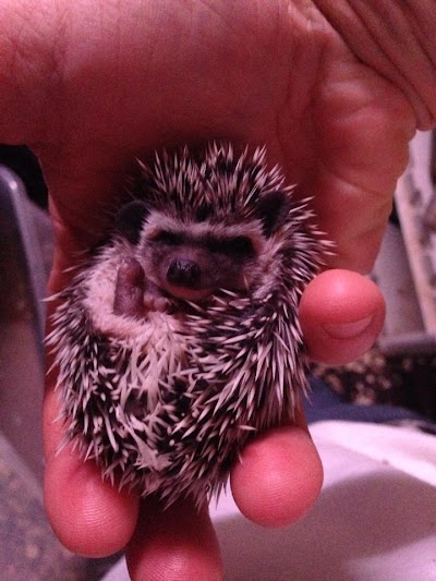 Iowa Family Hedgehogs