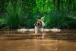Photo n°5 de Elevage Canin des Mares Gatinaises à Azay-sur-Thouet (Éleveur de chiens)