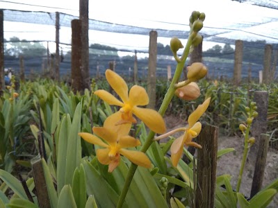 Photos of Dancan Archid Garden