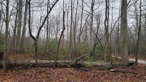 Glassboro Wildlife Management Area - Thumbnail