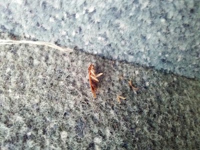 Photos of Howard Johnson Tifton