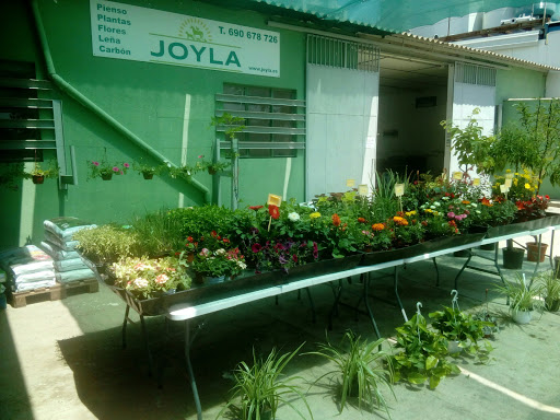 Joyla - Visual