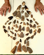 Morille Sauvage à La Flotte