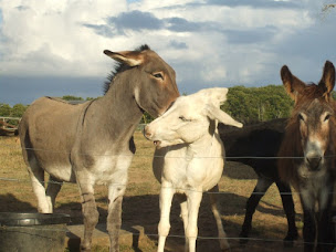 Photo n°23 de Léone Haute à Saint-Avit-Rivière (Chambre d'hôtes)