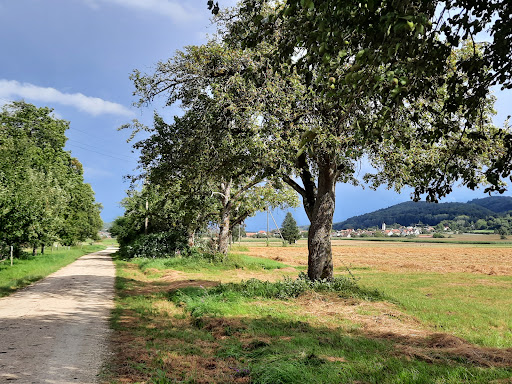 Obstlehrpfad - Thumbnail