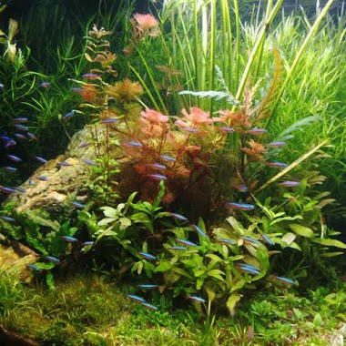 HERI AQUASCAPE, Author: Bianca Yasmin