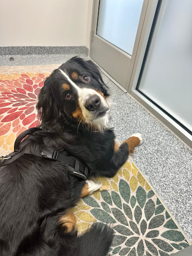 PetVet365 Pet Hospital Pittsburgh/Cranberry - Thumbnail