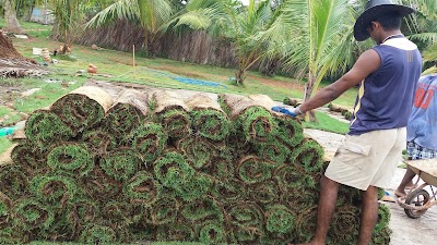 Photos of Nanayakkara Grass Suppliers (Grass suppliers in Srilanka)