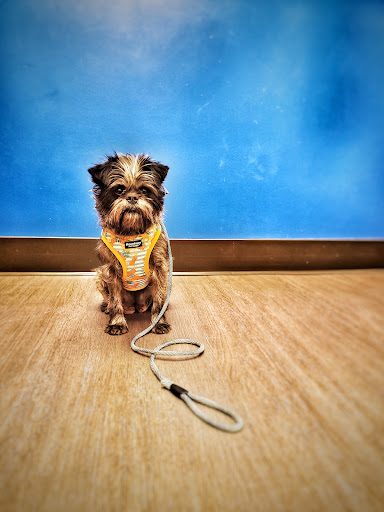 Nelson Animal Hospital - Thumbnail