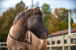 Photo n°31 de Centre Equestre de Savoie à Frontenex (Centre équestre)