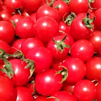 尾州トマトの一宮ゆうき農園 有機JAS認証園