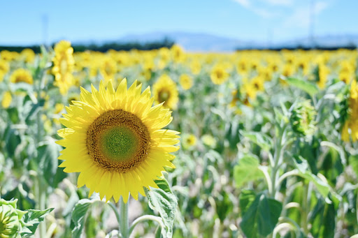 South Eyre Sunflowers