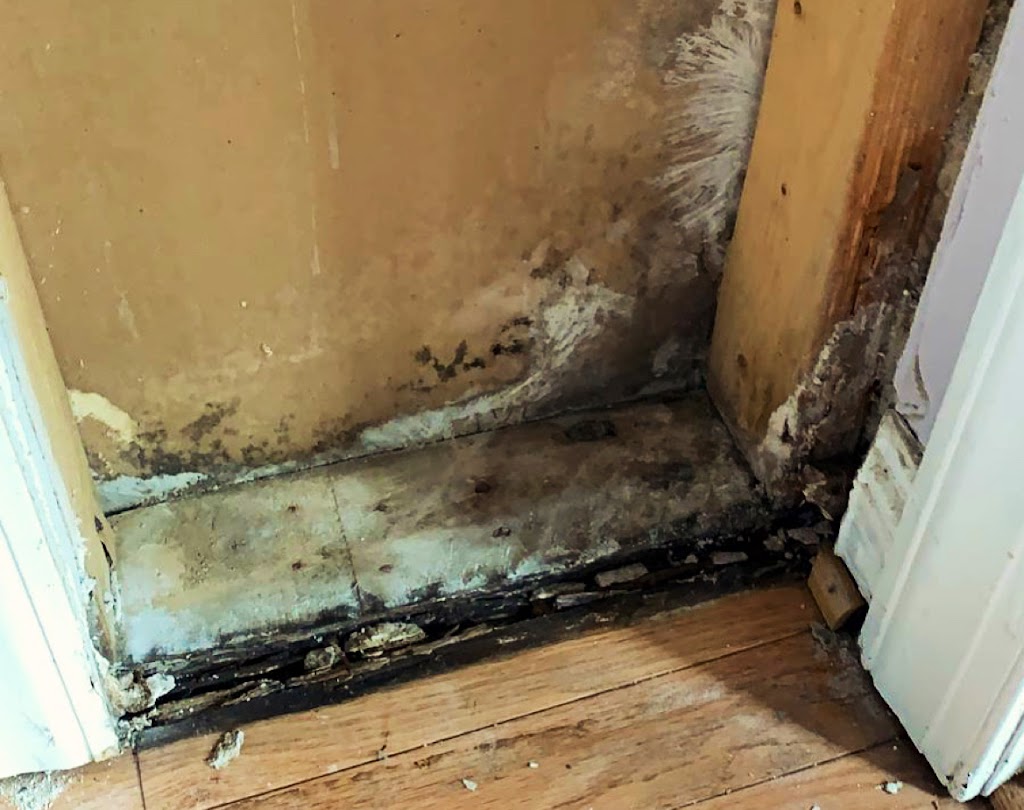 Experts mold removal photo