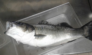 Photo n°12 de Le Marin Pêcheur à Agde (Restaurant méditerranéen)