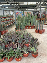 Photo n°53 de LE TEMPLE DU CACTUS à Argelès-sur-Mer (Pépiniériste en gros)