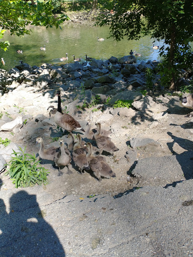 Waterfowl Observation - Thumbnail