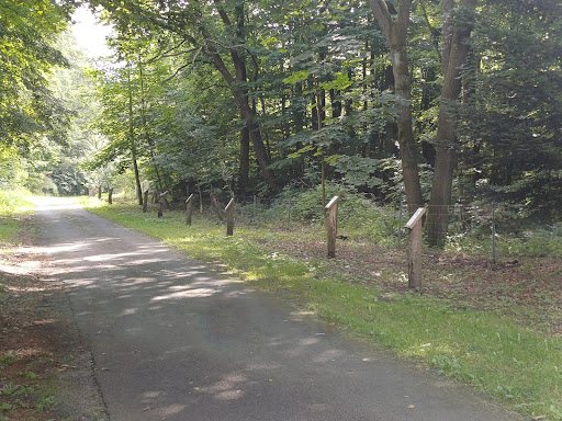 Allee der Bäume des Jahres - Thumbnail