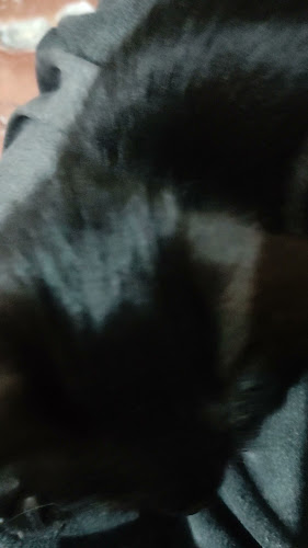 Ιατρείο Μικρών Ζώων Μωραΐτη Βασιλική