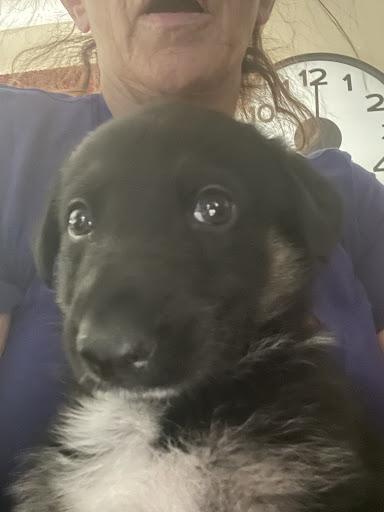PuppyTrainedRight.com - Visual