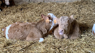 Photo n°4 de Ferme Bio Thorey à Lantages (Ferme)