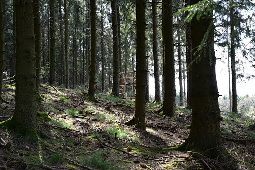 Homert - Glinsenbecke Nature Park - Thumbnail
