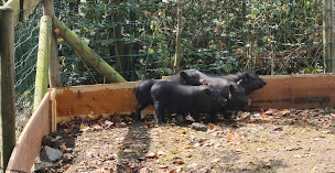 Photo n°26 de Association La Ferme Extraordinaire à Donges (Refuge pour animaux)