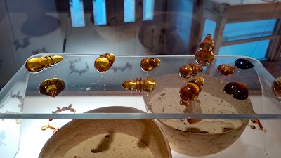 Photos of Amber Museum