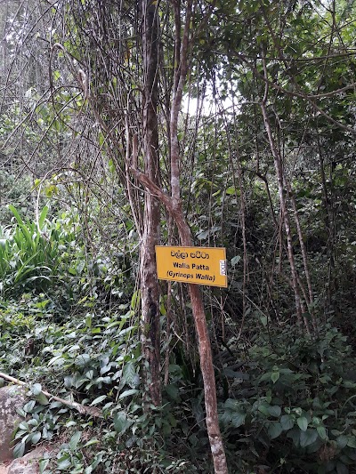 Photos of Sinharaja Prantha Aranya Senasanaya